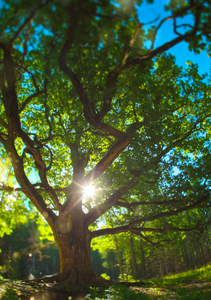 The Heart of the Forest